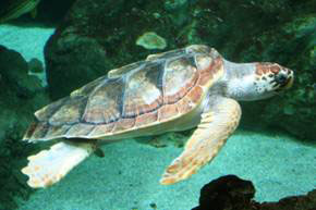 Loggerhead  Sea Turtle