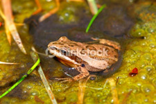 Chorus frog vocalizing  Photo: © Raymond Belhumeur