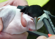 Roseate Tern, North Brother, Nova Scotia - June 12, 2014 - Ted D'Eon photo