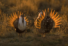Sage Grouse. Photo &copy; ThinkStock