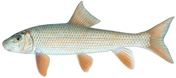 Figure 1: Black redhorse (Moxostoma duquesnei).