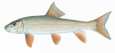 Black Redhorse (Moxostoma duquesnei)