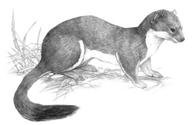 l’hermine de la sous-espèce haidarum (Mustela erminea haidarum)