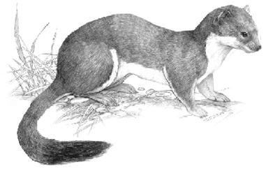 Ermine haidarum subspecies (Mustela erminea haidarum)