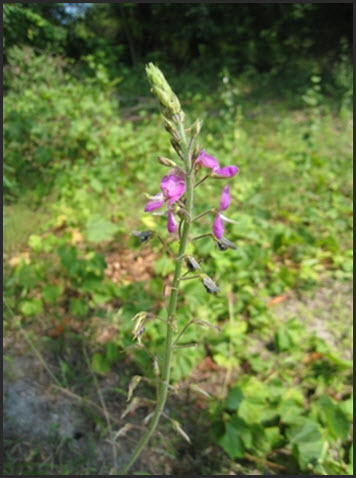 Photo of Illinois Tick-trefoil