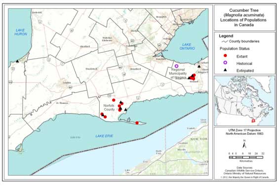 Figure 2 is a map that shows the location of extant, historical and extirpated populations of Cucumber Tree in southern Ontario. (See long description below)