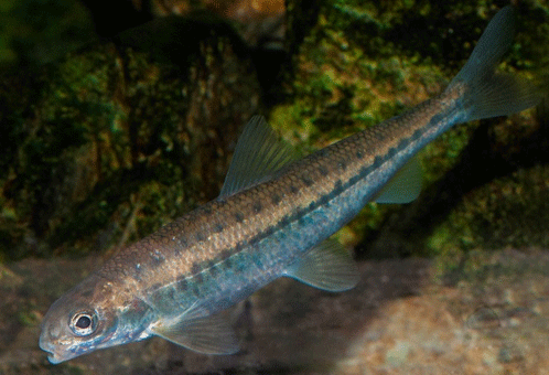 Photo of Pygmy Whitefish
