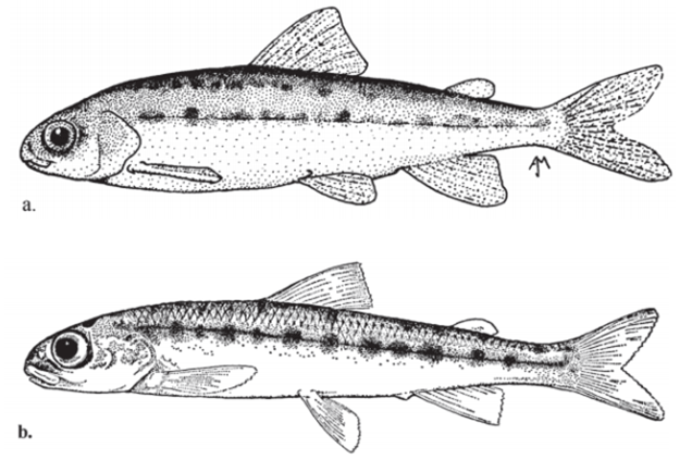 Illistration of Pygmy Whitefish (see long description below)