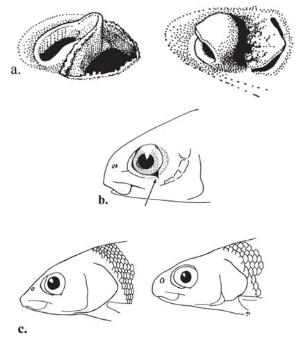 Illustration of Pygmy Whitefish feautures (see long description below)
