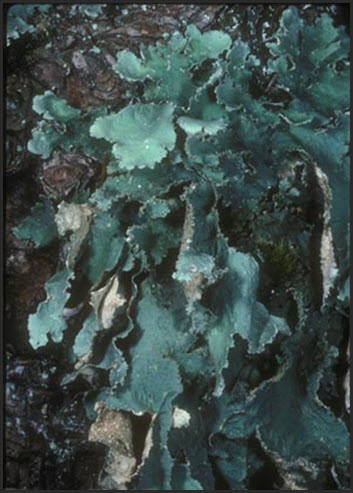 Photo of Oldgrowth Specklebelly Lichen