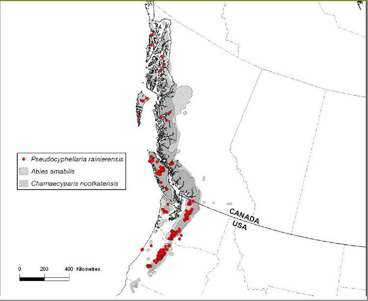 Oldgrowth specklebelly distribution and range of amabilis fir and yellow-cedar