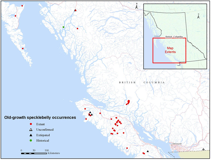 Oldgrowth specklebelly distribution in British Columbia