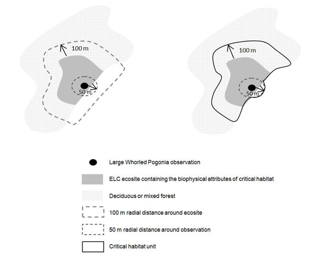 Schematic of the process to identify critical habitat for Large Whorled Pogonia. (See long description below)