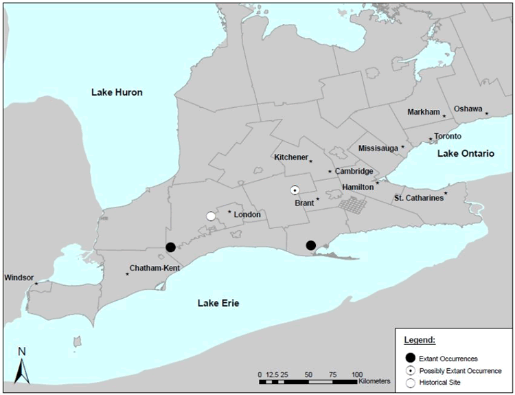 Map Distribution of Large Whorled Pogonia in Ontario. (See long description below).