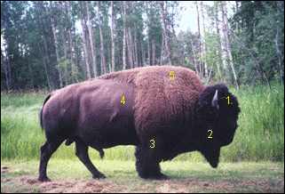 Figure 1A.&nbsp; Plains bison at ElkIsland National Park.