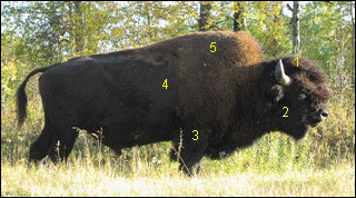 Figure 1B. &nbsp;Wood bison atElkIsland National Park.