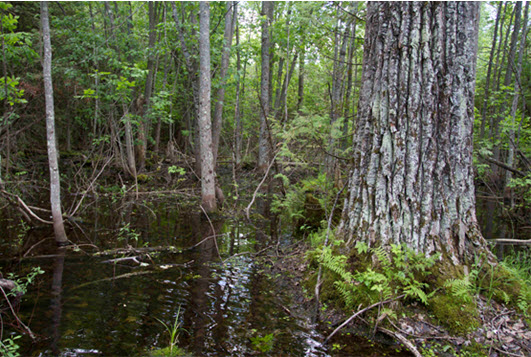 Vernal pool habitat of Leptogium rivulare in central Ontario