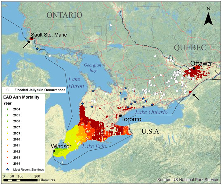 The spread of the Emerald Ash Borer (EAB) in southern Ontario