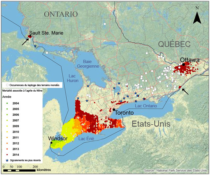 Propagation  annuelle de l'agrile du frêne (EAB) dans le sud de l'Ontario