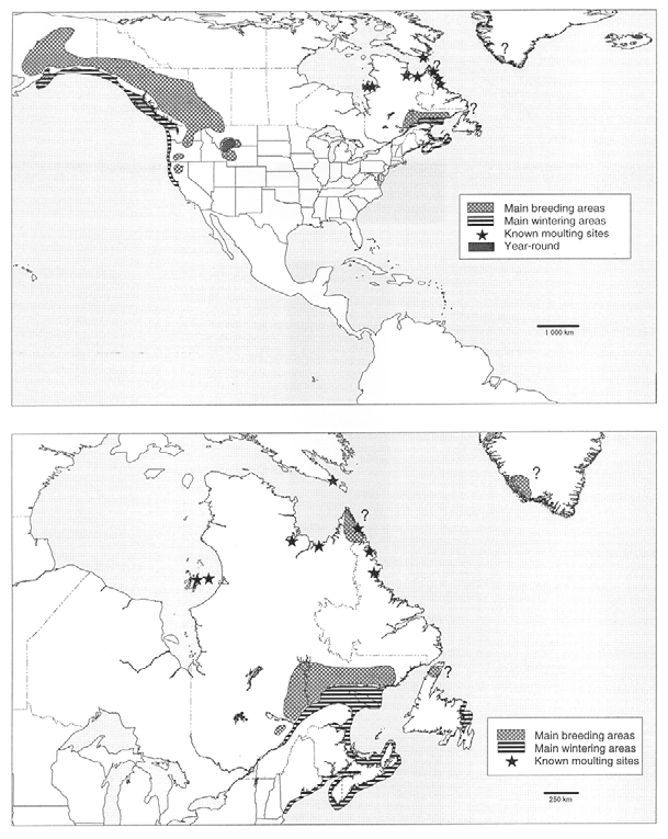 Map of the global distribution of the Barrow’s Goldeneye.