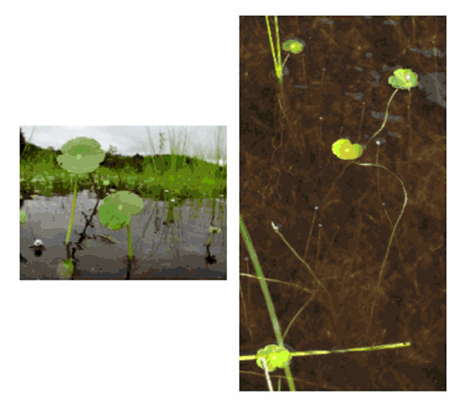 Deux photos montrantdes individus Structure spatiale et variabilité de la population
