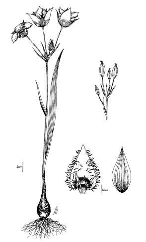 Illustration of Lyall's Mariposa Lily
