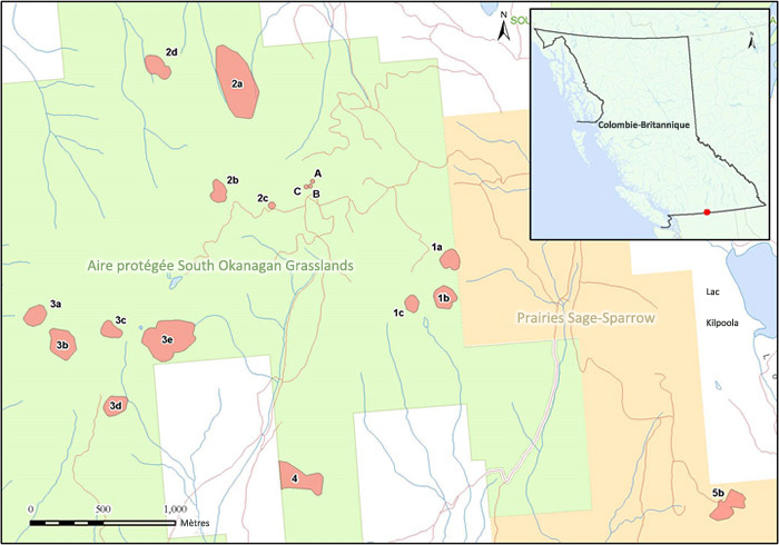 Sous-populations du calochorte de Lyall