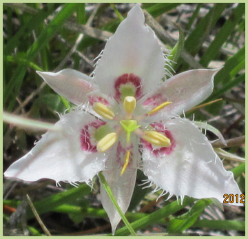 Photo of Lyall's Mariposa Lily