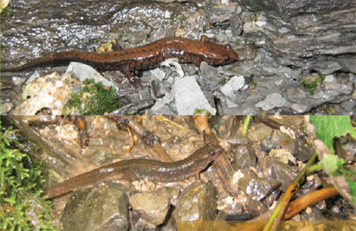 for the Allegheny Mountain Dusky Salamander (Desmognathus ochrophaeus) and the Northern Dusky Salamander (Desmognathus fuscus) in Ontario