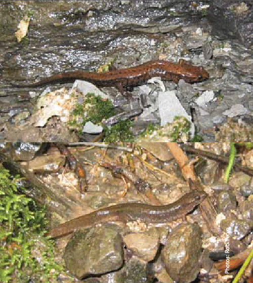 Programme de rétablissement de la salamandre sombre des montagnes