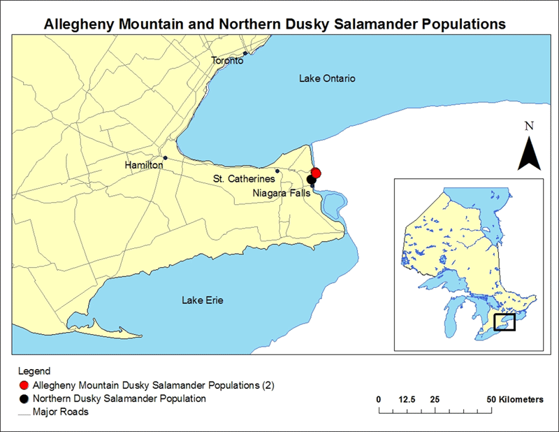 Distributions of Allegheny Mountain Dusky Salamanders and Northern Dusky Salamanders in Ontario. 