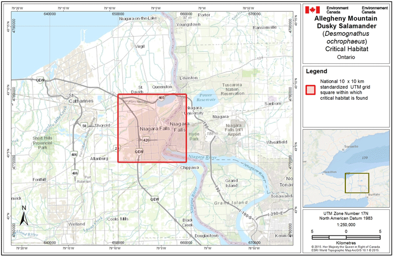 Grid square that contains critical habitat for the Allegheny Mountain Dusky Salamander – Carolinian population in Canada. 