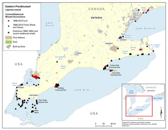 Eastern Pondmussel is now found in low numbers in the St. Clair River delta, Lake Erie (including Long Point Bay, Turkey Point marsh as well as McGeachy Pond adjacent to Rondeau Bay), several coastal wetlands bordering Lake Ontario and Lyn Creek (near Brockville)