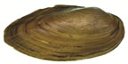 Eastern Pondmussel