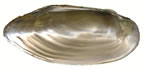 Eastern Pondmussel