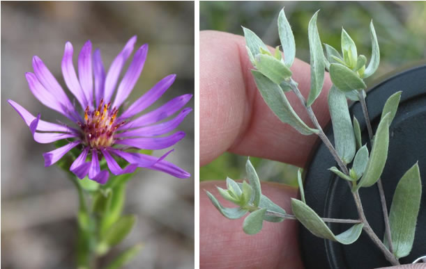 Photo: Two Western Silvery Aster flower