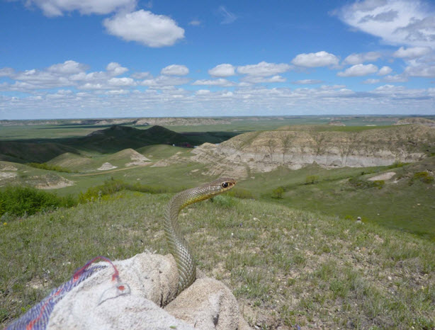 Young Eastern Yellow-bellied Racer