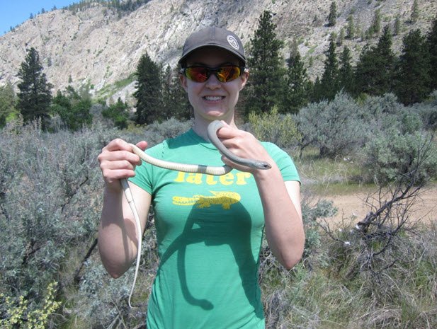 Western Yellow-bellied Racer captured in British Columbia