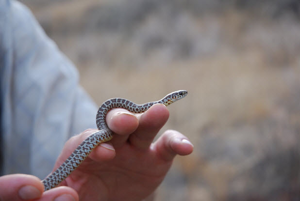Neonate Eastern Yellow-bellied Racer
