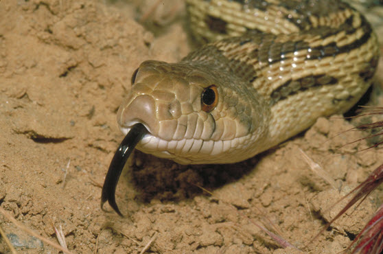 Pacific Gophersnake