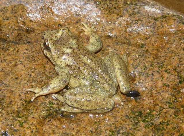 Photo d'une grenouille-à-queue des Rocheuses