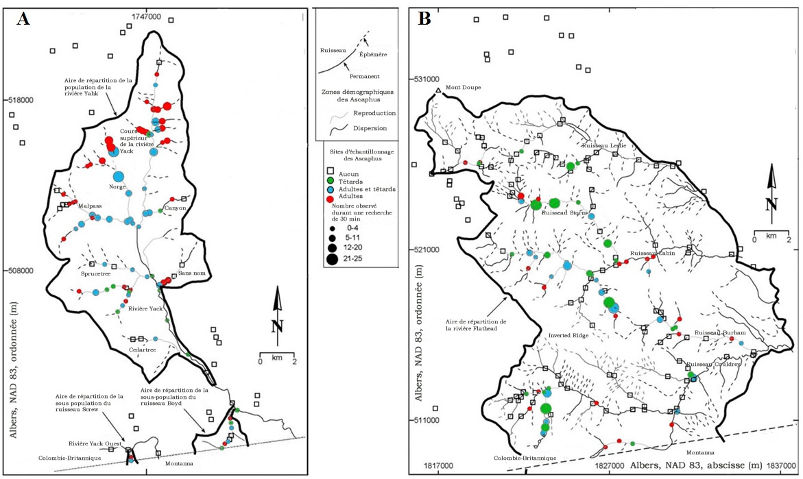 Carte : Répartition de la grenouille-à-queue des Rocheuses (têtards et adultes) dans les bassins versants de la rivière Yahk (A) et de la rivière Flathead (B).
