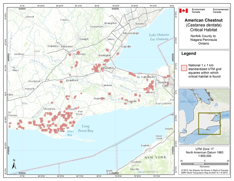 Map: Grid squares that contain critical habitat for the American Chestnut in Canada