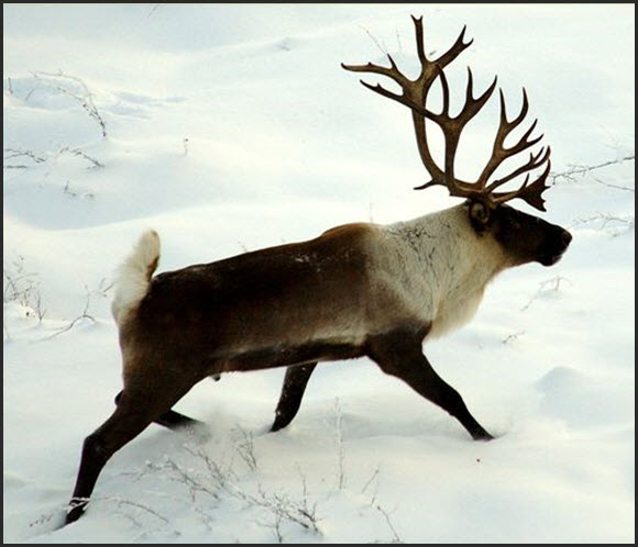 Woodland caribou, boreal population