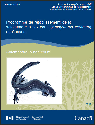 salamandre à nez court