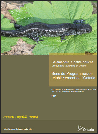 Photographie : Plan de gestion du vertigo à crêtes fines