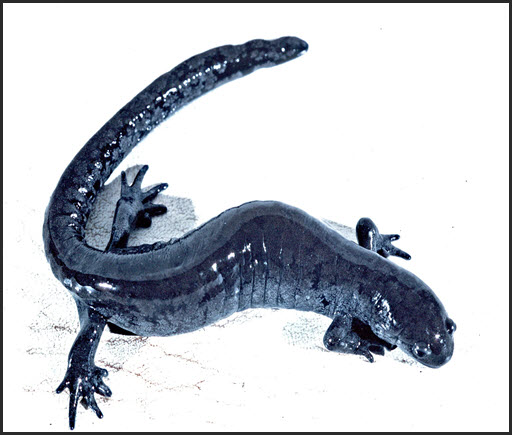 Photo of the Small-mouthed Salamander