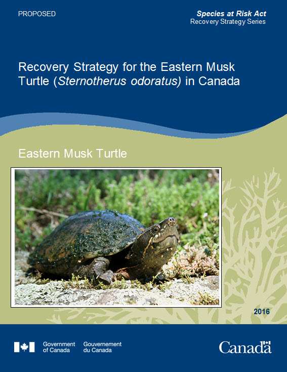 Recovery Strategy for the Eastern Musk Turtle