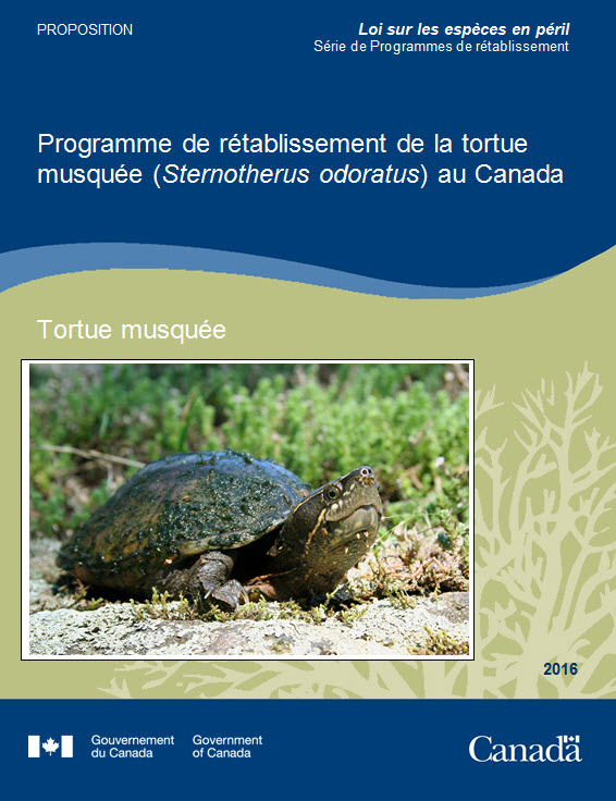 Programme de rétablissement de la rainette faux-grillon de l'ouest