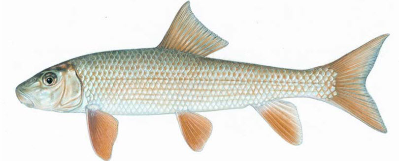 Illustration of a Black Redhorse, Moxostoma duquesnei (lateral view).
